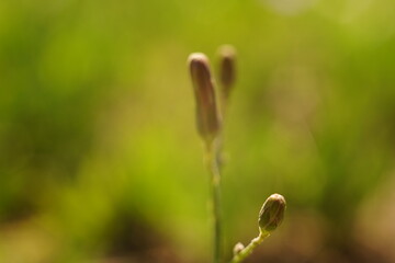 macro wild flower closed buds grows in sunny field