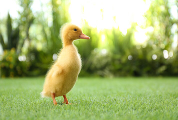 Cute fluffy baby duckling on green grass outdoors