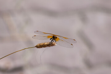 A large dragonfly sitting on a blade of grass near the reservoir. Dragonfly close up in front