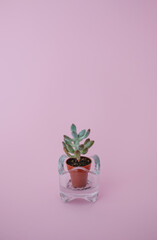 Still life su fondo rosa. 