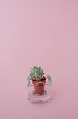 Still life su fondo rosa. 