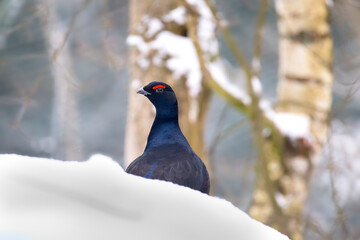 Black grouse - blackgame or blackcock (Tetrao tetrix) male on the snow