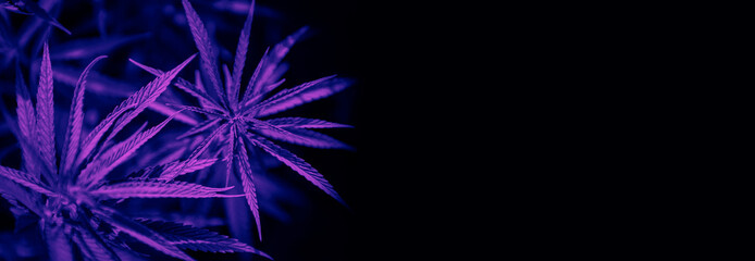Cannabis at the beginning of flowering. Medicinal indica with CBD. Neon color filter. Trendy flat lay minimalism banner