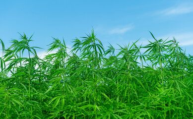 Cannabis research, Cultivation of marijuana Cannabis sativa, flowering cannabis plant as a legal medicinal drug, herb. Ecological and biological hemp plant