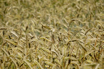 Fields of cereals close-up, Natural cereal background