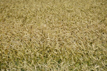 Fields of cereals close-up, Natural cereal background