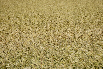 Fields of cereals close-up, Natural cereal background