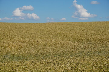 Yellow wheat field and blue sky with white clouds                               