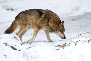 Gray wolf (Canis lupus) walking on the snow in the forest