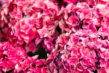 Pink floral hortensia background. Inflorescences of hydrangea macrophylla close-up