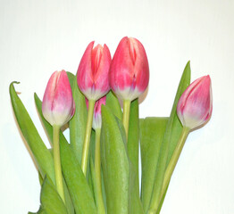 Beautiful bunch of pink tulips against white background. Birthday, 8 March, Mother's Day greeting card. Romance, love 