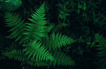 Perfect natural fern leaves background.