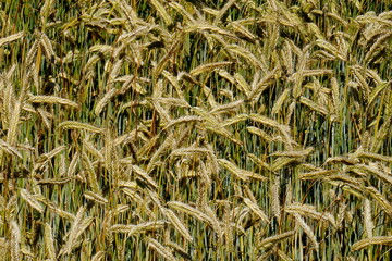 Fields of cereals close-up, Natural cereal background