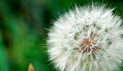 Ripe fluffy white dandelion close-up on a green background of nature on a summer day. Green grass background. Plants and nature. Texture and background for designers. Copy space jn the left