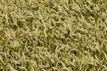 Fields of cereals close-up, Natural cereal background