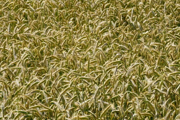 Fields of cereals close-up, Natural cereal background
