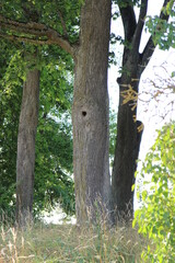 Bäume auf einer Lichtung auf einem Vorsprung mit Astloch Licht Sonnen Einfall Schatteneinfall