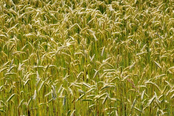 Fields of cereals close-up, Natural cereal background