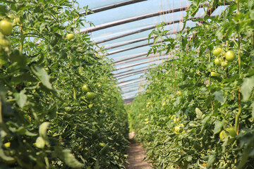 Fototapeta ripening tomatoes under the greenhouse obraz