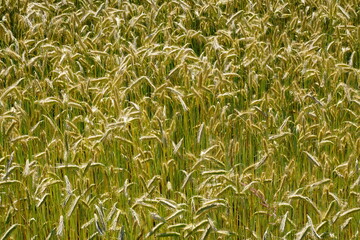 Fields of cereals close-up, Natural cereal background
