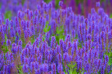 Obraz premium Sage purple and violet flowers, Salvia officinalis
