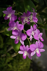 Obraz premium Dendrobium orchid, Violet Orchid Purple Orchids, tropikalne kwiaty,