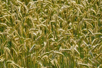 Fields of cereals close-up, Natural cereal background