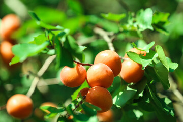 Delicious ripe apricots on tree outdoors, closeup