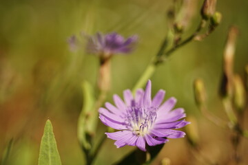 macro purple flower grow in summer sunny garden.