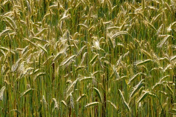 Fields of cereals close-up, Natural cereal background