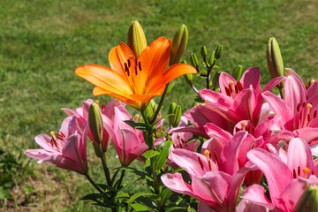 blooming lilies in the garden