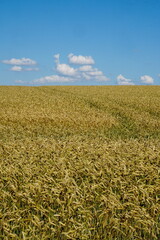 Yellow wheat field and blue sky with white clouds                               