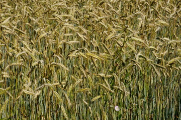 Fields of cereals close-up, Natural cereal background