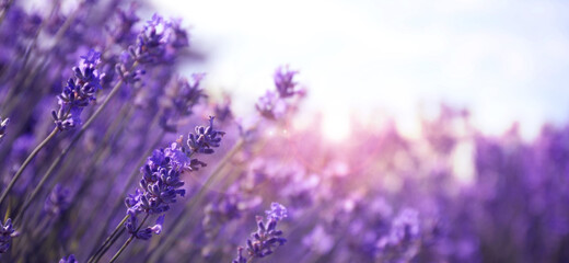 Beautiful lavender field, closeup view with space for text. Banner design