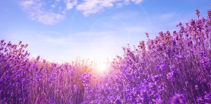 Sunlit lavender field under blue sky, banner design © New Africa