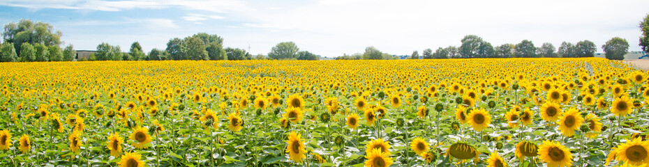 Sonnenblumenfeld