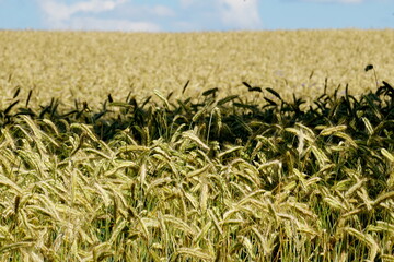 Fields of cereals close-up, Natural cereal background