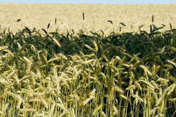 Fields of cereals close-up, Natural cereal background