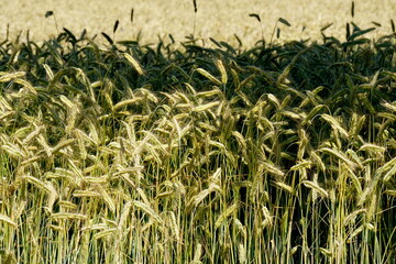 Fields of cereals close-up, Natural cereal background