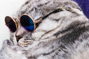 Scottish fold cat in fashionable round glasses. Cat's face close up
