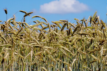 Yellow wheat field and blue sky with white clouds                               