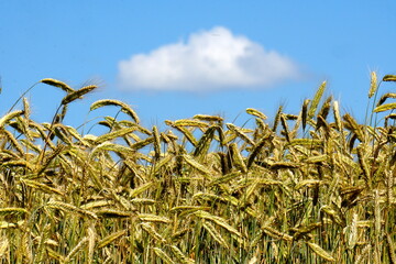 Yellow wheat field and blue sky with white clouds                               