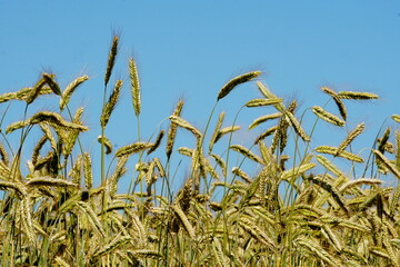 Yellow wheat field on blue sky