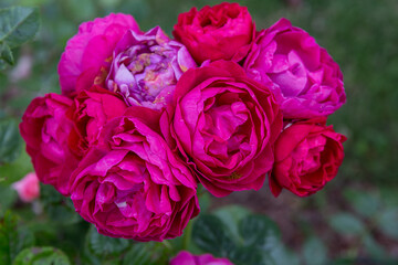 Blooming rose in the garden on a sunny day. Rose Ascot