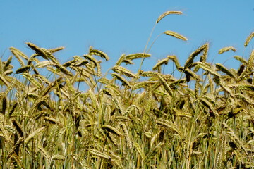 Yellow wheat field on blue sky