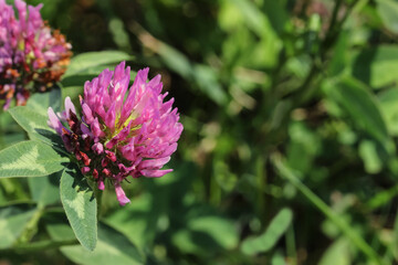 Blüten des Roten Klees, Klee, Trifolium pratense