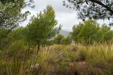 Obraz na płótnie Canvas pine forest on the mountain