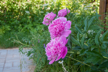 Pink peonies in the garden at a country house. Garden flowering plant. Overgrown front garden.