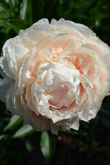 white rose in garden