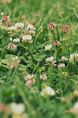 Flowering clover in meadow, spring grass and clover flower